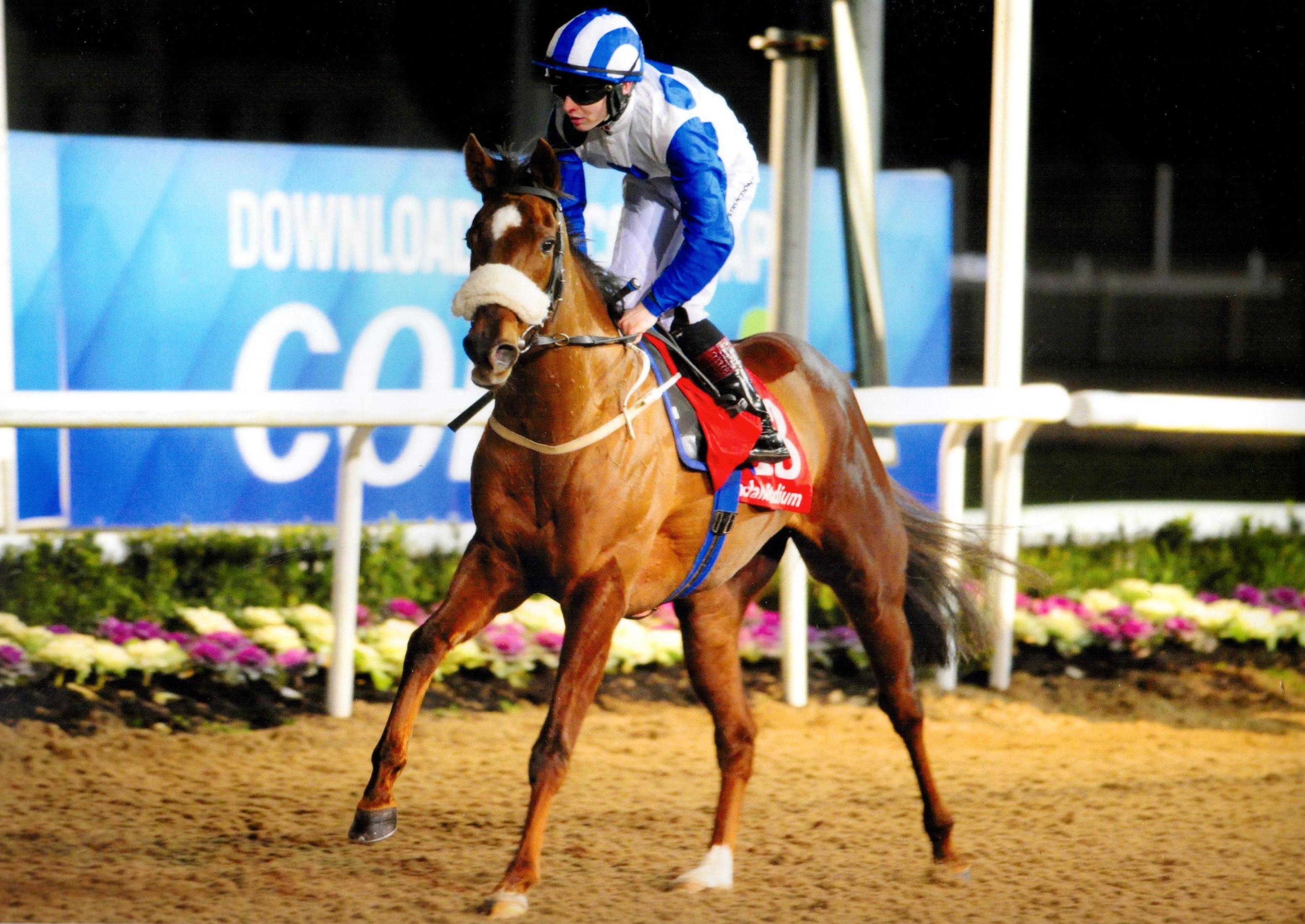 NOVEMBER TALE wins her maiden at Dundalk 23rd December 2016